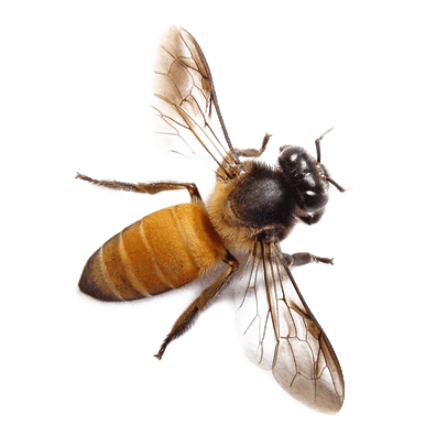 abeja