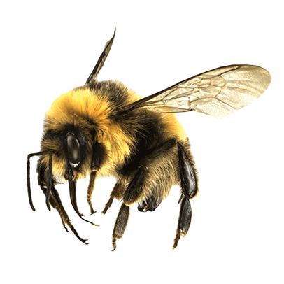 abeja2