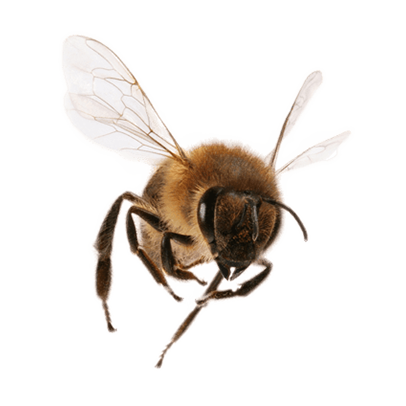 abeja3