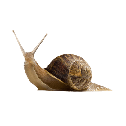 caracol