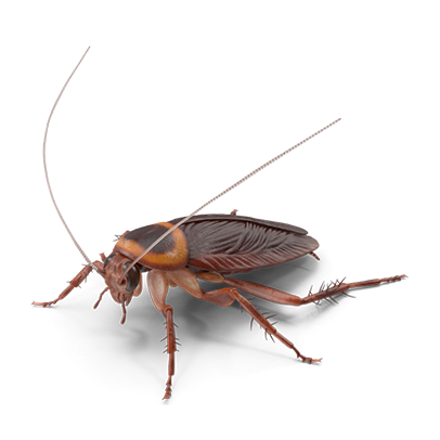 cucaracha