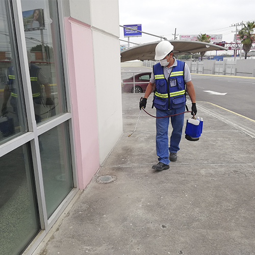 instectos_rastreros3